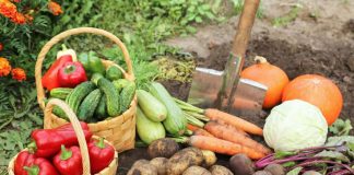 Что выращивать в сложные времена? 10 овощей, которые реально кормят