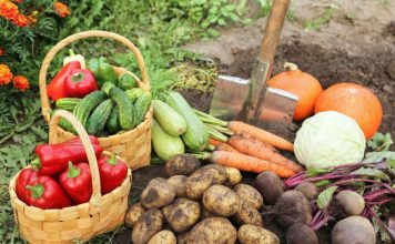 Что выращивать в сложные времена? 10 овощей, которые реально кормят
