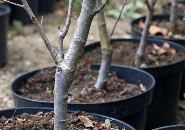 Использование дички в качестве подвоя в садоводстве — проверенный временем метод, обладающий рядом значительных преимуществ. Использование дички в качестве подвоя в садоводстве — проверенный временем метод, обладающий рядом значительных преимуществ.
