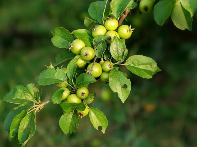Плоды дикой яблони мелкие и кислые, но ценность дерева не в них. Главное сокровище скрыто под землей: мощная корневая система дички работает как насос, добывая воду с глубины. Именно такие ветки с мелкими яблоками ищут в лесу. Плоды дикой яблони мелкие и кислые, но ценность дерева не в них. Главное сокровище скрыто под землей: мощная корневая система дички работает как насос, добывая воду с глубины. Именно такие ветки с мелкими яблоками ищут в лесу.