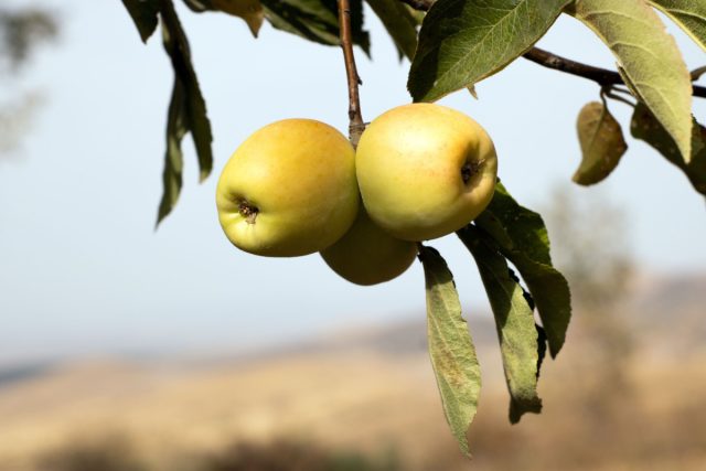 Как узнать дичку в лесу? Смотрите на листья и плоды. У дикого предка яблок листья мельче, а плоды часто горчат. Если вы нашли такое дерево в лесополосе, его семена станут отличным бесплатным фундаментом для будущего сада. Как узнать дичку в лесу? Смотрите на листья и плоды. У дикого предка яблок листья мельче, а плоды часто горчат. Если вы нашли такое дерево в лесополосе, его семена станут отличным бесплатным фундаментом для будущего сада.
