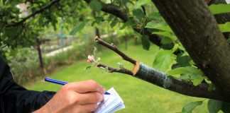 Дичка как подвой для плодовых деревьев: надежный фундамент вашего сада Дичка как подвой для плодовых деревьев: надежный фундамент вашего сада