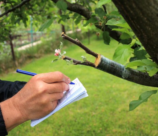 Дичка как подвой для плодовых деревьев: надежный фундамент вашего сада - Сад и огород Дичка как подвой для плодовых деревьев: надежный фундамент вашего сада