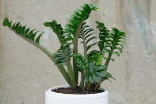 Замиокулькас «Зензи» (Zamioculcas 'Zenzi') Замиокулькас «Зензи» (Zamioculcas 'Zenzi')