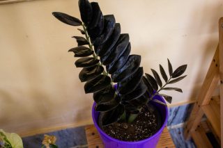 Замиокулькас «Равен» (Zamioculcas 'Raven') Замиокулькас «Равен» (Zamioculcas 'Raven')