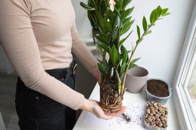 Плотная универсальная земля для замиокулькаса — почти приговор. Ему нужна лёгкая, быстро просыхающая почва и щедрый дренаж. Вода должна проходить насквозь, а не застаиваться у корней и клубней. Плотная универсальная земля для замиокулькаса — почти приговор. Ему нужна лёгкая, быстро просыхающая почва и щедрый дренаж. Вода должна проходить насквозь, а не застаиваться у корней и клубней.