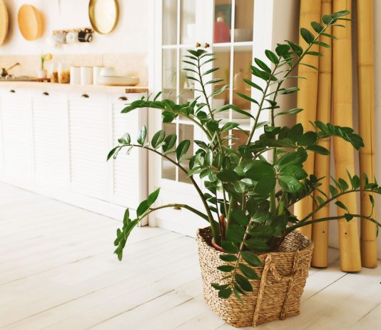 Замиокулькас как с обложки — 7 шагов к роскошному долларовому дереву - Комнатные растения Замиокулькас как с обложки — 7 шагов к роскошному долларовому дереву