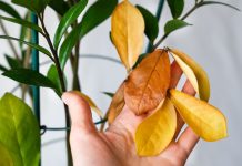 7 главных ошибок начинающих цветоводов — проверьте свои комнатные растения