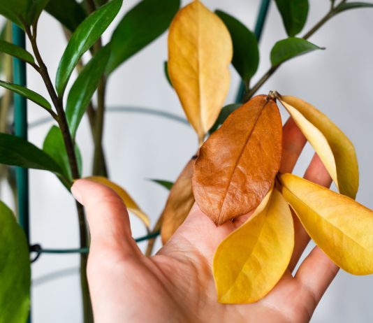 7 главных ошибок начинающих цветоводов — проверьте свои комнатные растения - Декоративно-лиственные 7 главных ошибок начинающих цветоводов — проверьте свои комнатные растения