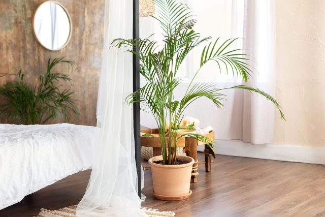 Хамедорея любит рассеянный свет и полутень, как в тропическом лесу под кронами деревьев. В глубине комнаты она чувствует себя лучше, чем на подоконнике, но в совсем тёмном углу рост замедляется и листья бледнеют. Хамедорея любит рассеянный свет и полутень, как в тропическом лесу под кронами деревьев. В глубине комнаты она чувствует себя лучше, чем на подоконнике, но в совсем тёмном углу рост замедляется и листья бледнеют.