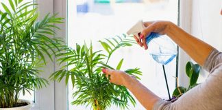 Хамедорея - 6 главных советов по уходу для красивой пальмы