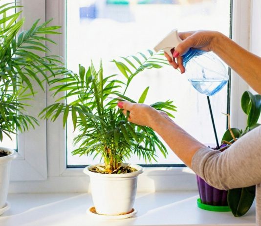 Хамедорея - 6 главных советов по уходу для красивой пальмы