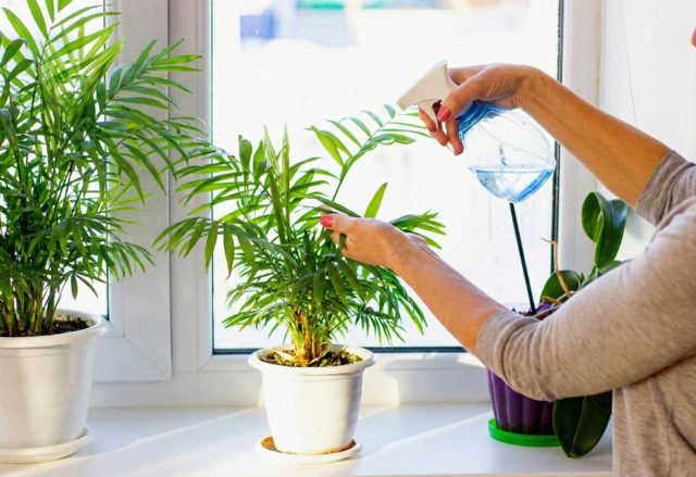 Хамедорея - 6 главных советов по уходу для роскошной пальмы Хамедорея - 6 главных советов по уходу для роскошной пальмы