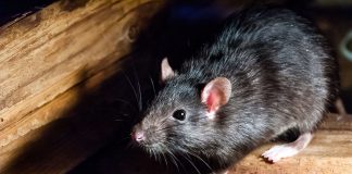 Как очистить дом и участок от грызунов? Надёжная тактика!