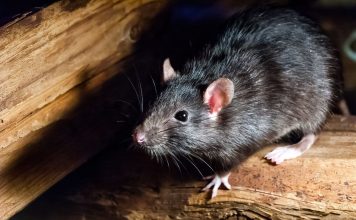 Как очистить дом и участок от грызунов? Надёжная тактика! Как очистить дом и участок от грызунов? Надёжная тактика!