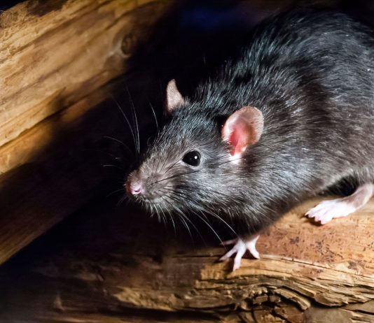 Как очистить дом и участок от грызунов? Надёжная тактика!