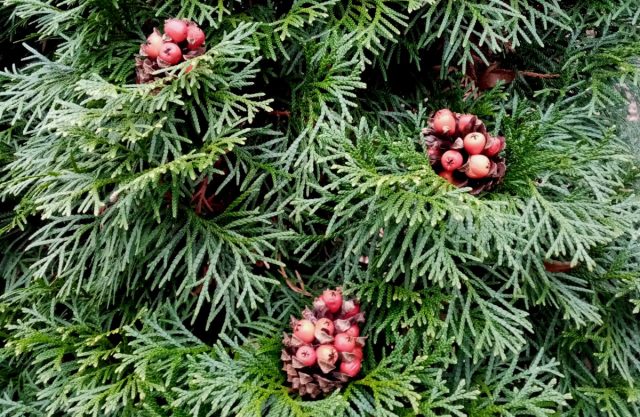 Шишки с открытыми чешуйками прекрасно подходят для наполнения разными продуктами. Удобно пристраивать там маленькие кусочки сала, изюм, сухофрукты, ягоды, кусочки фруктов - получается ярко и вкусно, птички обязательно оценят.