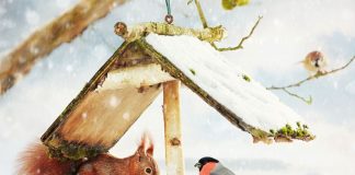 Как можно украсить сад вкусняшками для белок и птичек?