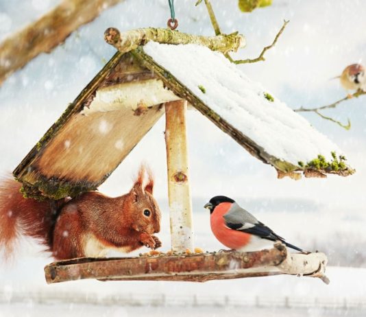 Как можно украсить сад вкусняшками для белок и птичек?