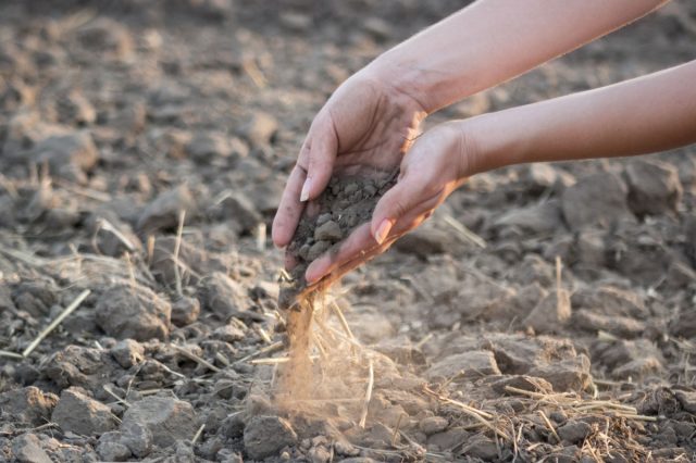 Серая, пылевидная структура говорит об отсутствии гумуса и сильном истощении. Такая земля не держит форму и влагу, питательных веществ в ней нет. Для восстановления плодородия нужно вносить компост, перегной и биогумус.