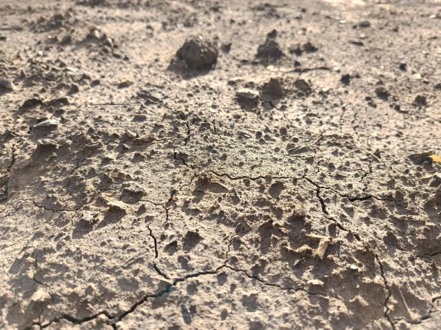 Глубокие трещины указывают на плотную, тяжелую структуру почвы. Воздух не поступает внутрь, а влага моментально испаряется или скатывается. Чтобы разрыхлить такой грунт, необходимо вносить песок, торф и сеять сидераты.