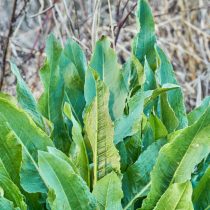 Щавель дикий