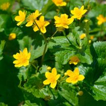 Калужница болотная