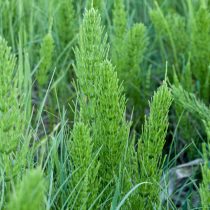 Хвощ полевой