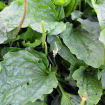 Подорожник большой