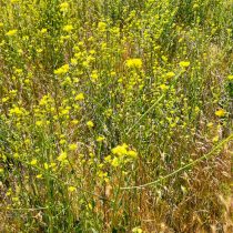 Дикая горчица