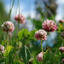 Клевер розовый (не белый!)
