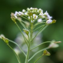 Пастушья сумка