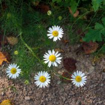 Ромашка непахучая