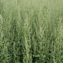 Марь белая (Лебеда)