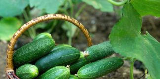 3 шага к обильному урожаю огурцов — секреты Луховицких мастеров