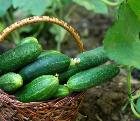3 шага к обильному урожаю огурцов — секреты Луховицких мастеров