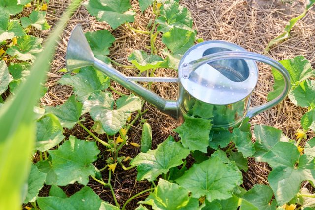 Когда почва остывает, корни огурцов медленно усваивают питание, поэтому полив проводят утром подогретой водой, а подкормки вносят по листьям. Так растения остаются энергичными и дают свежие зеленцы до заморозков.