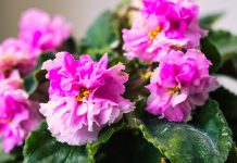 Как правильно поливать фиалки: пошаговая инструкция для здоровой сенполии.