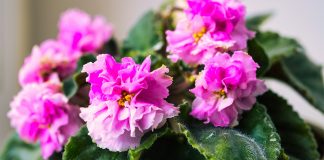 Как правильно поливать фиалки: пошаговая инструкция для здоровой сенполии.