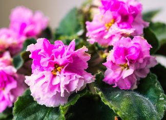 Как правильно поливать фиалки: пошаговая инструкция для здоровой сенполии - Блоги компаний Как правильно поливать фиалки: пошаговая инструкция для здоровой сенполии.