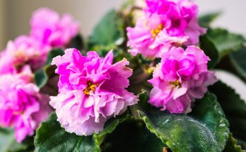 Как правильно поливать фиалки: пошаговая инструкция для здоровой сенполии.