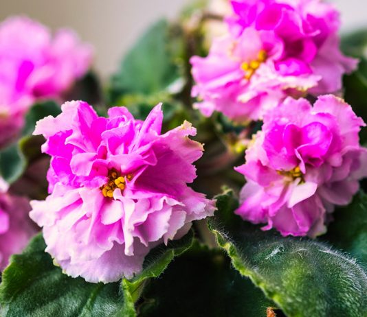 Как правильно поливать фиалки: пошаговая инструкция для здоровой сенполии.