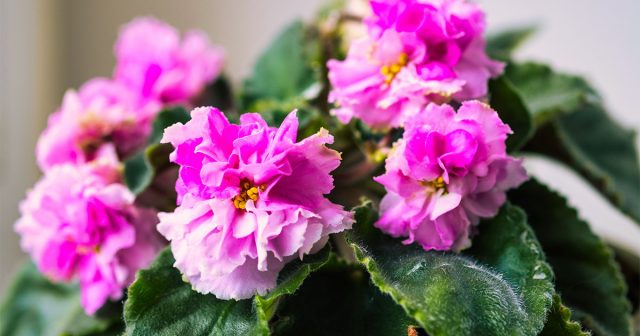 Как правильно поливать фиалки: пошаговая инструкция для здоровой сенполии.