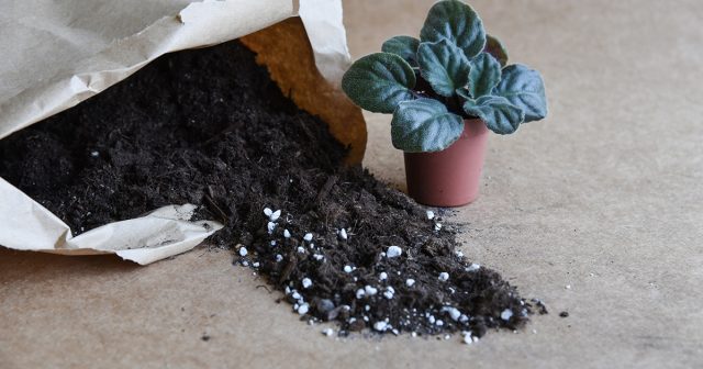 Необходимость полива определяется по субстрату – просох верхний слой на пару сантиметров, значит, пора поливать.