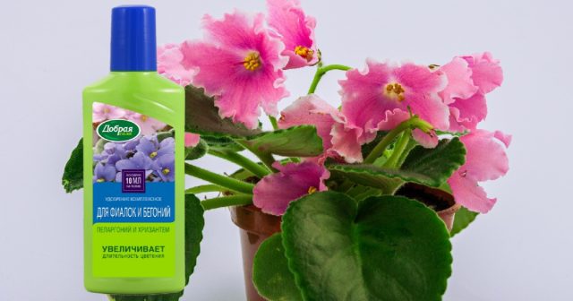 Таким способом можно даже мягко подкармливать сенполии, например, если развести в питающей ёмкости ОМУ Для фиалок и бегоний Добрая сила.