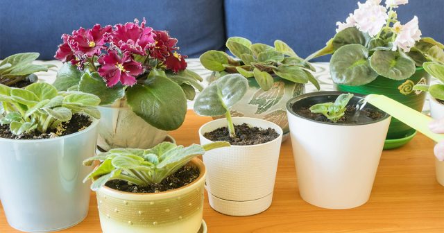 После появления воды в поддоне полив прекращается, а её остатки сливаются.