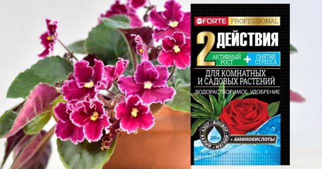 Подготовить сенполии к таким стрессовым условиям, а затем восстановить кусты можно с помощью водорастворимого удобрения Для комнатных и садовых растений с аминокислотами Bona Forte.