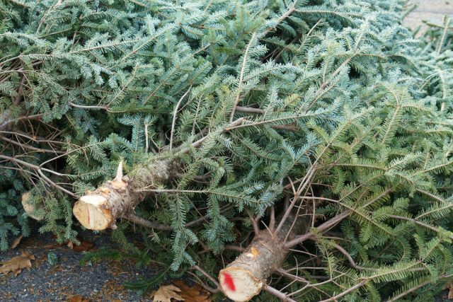 Выбор свежей ели. Осмотрите хвою — она должна быть блестящей и упругой, срез ствола светлый и влажный, а дерево тяжелое для своего размера. При транспортировке защитите ветви брезентом, верхушку направьте назад.