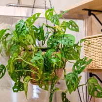 Ванная комната — часто недооцененное место для подвесного озеленения. Здесь создается идеальный микроклимат для тропических лиан, любящих высокую влажность. Ванная комната — часто недооцененное место для подвесного озеленения. Здесь создается идеальный микроклимат для тропических лиан, любящих высокую влажность.