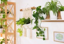 Как озеленить стены и потолок? Оригинальные идеи для квартиры Как озеленить стены и потолок? Оригинальные идеи для квартиры